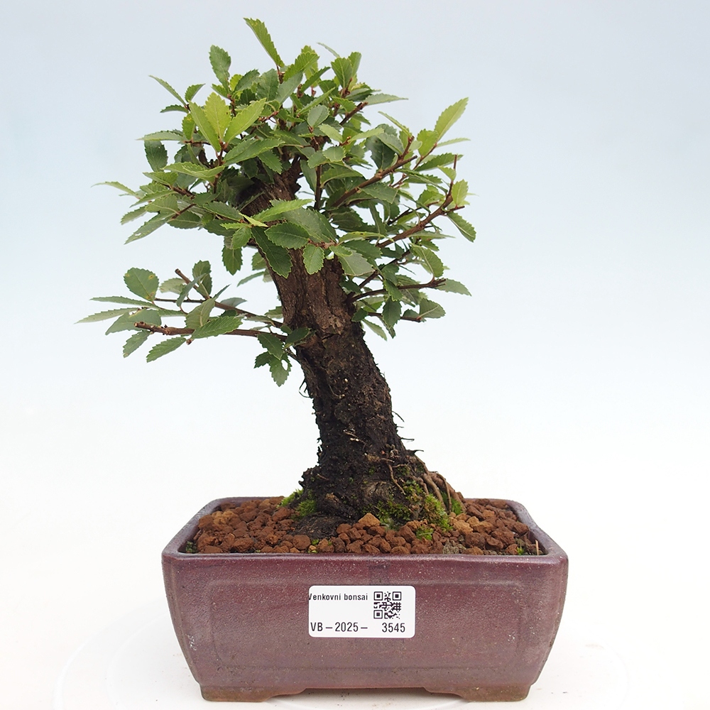 Kültéri bonsai - Zelkova - Zelkova NIRE