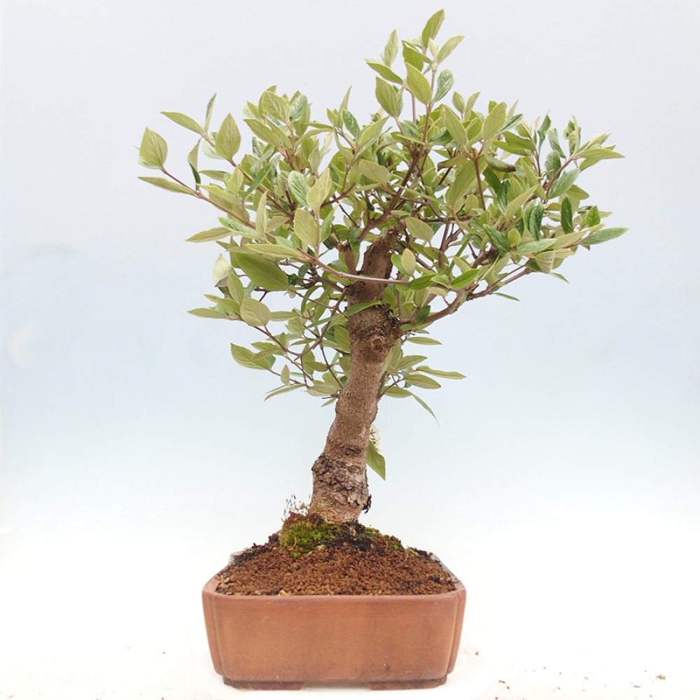 Kültéri bonsai-Kalina Bodnanská - Viburum carlesii hemsi