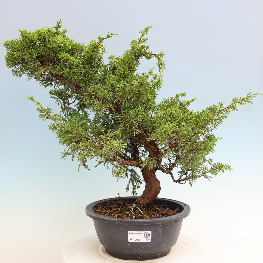 Kültéri bonsai - Juniperus chinensis Itoigawa-Juniperus chinensis
