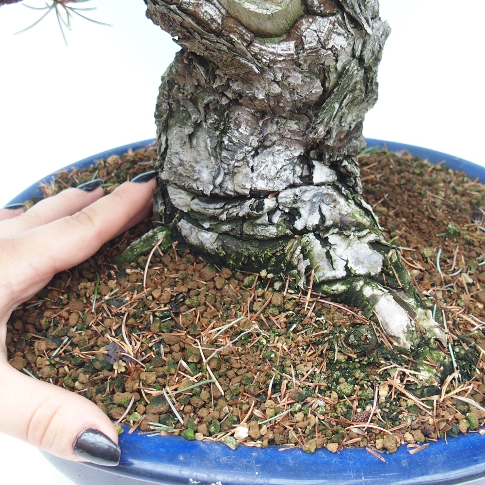 Kültéri bonsai - Pinus parviflora - Pinus parviflora