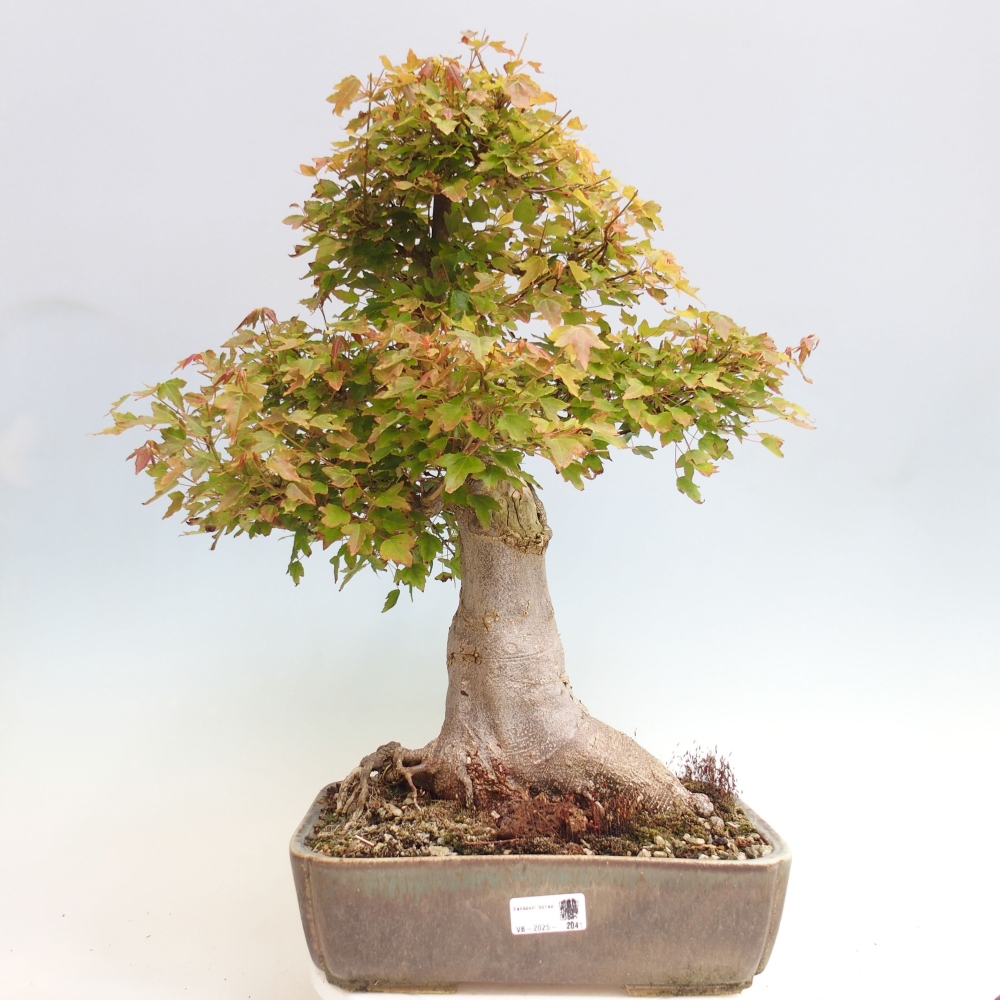 Kültéri bonsai - Acer Buergerianum - Burger juhar