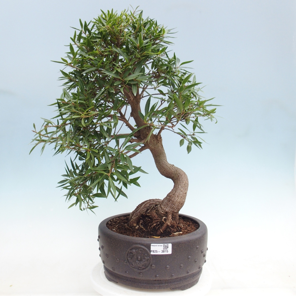 Szobai bonsai - Ficus nerifolia - kislevelű fikusz