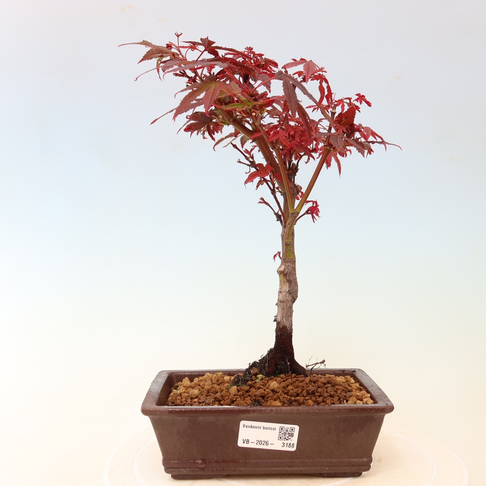 Kültéri bonsai – tenyérlevelű juhar – Acer palmatum Berry Broom 