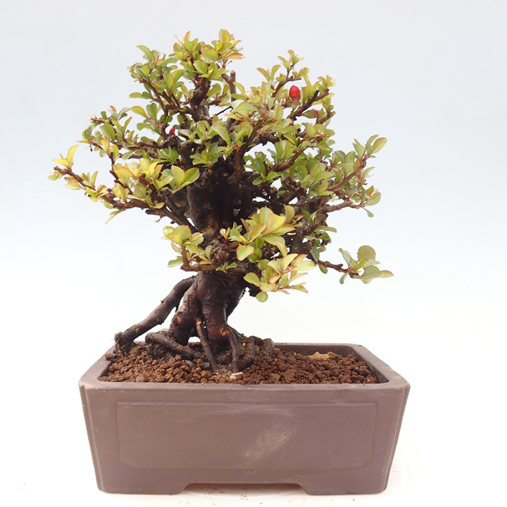 Kültéri bonsai - Chaneomeles speciosa - birs