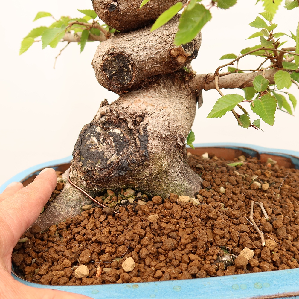 Kültéri bonsai -Carpinus Coreana - Koreai gyertyánfa