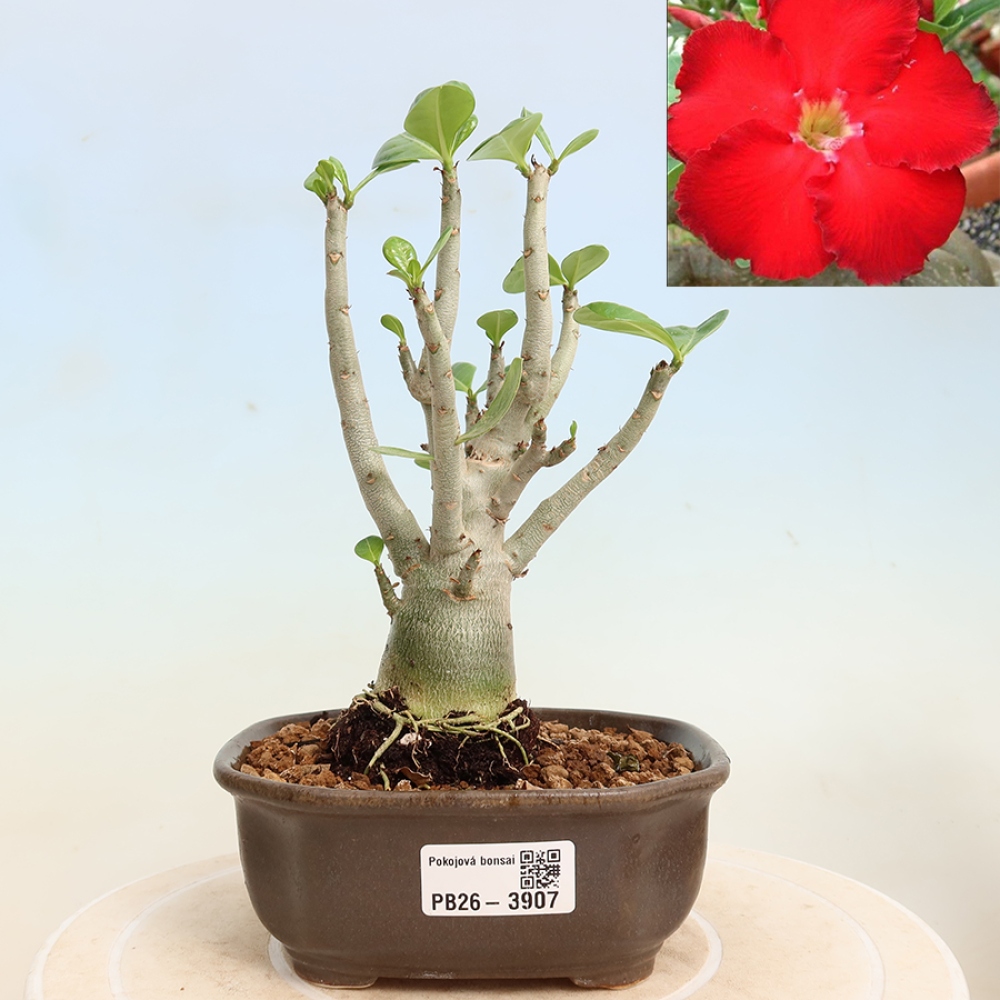 Szobabonsai – Adenium obesum Red Star – Sivatagi rózsa