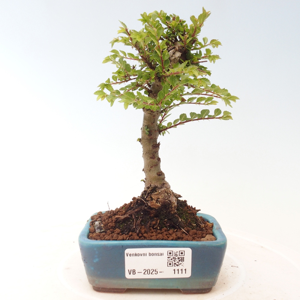 Kültéri bonsai - Ulmus parvifolia Sagei - Kislevelű szilfa