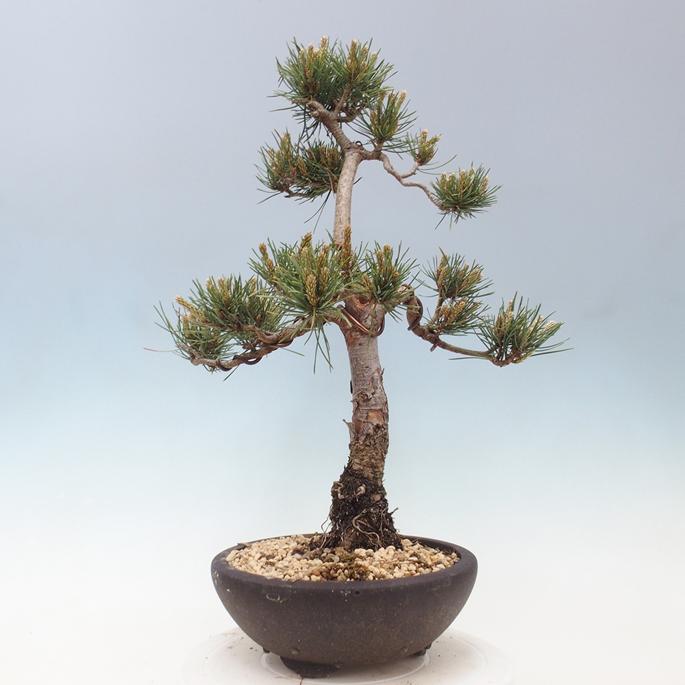 Kültéri bonsai - Pinus Sylvestris Watererri - erdeifenyő