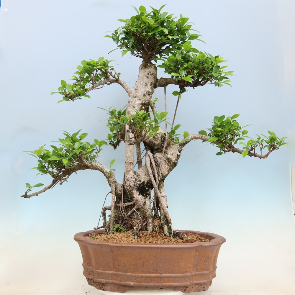 Szobai bonsai - Ficus kimmen - kislevelű fikusz