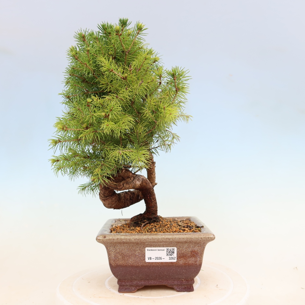 Kültéri bonsai - lucfenyő - Picea glauca globe