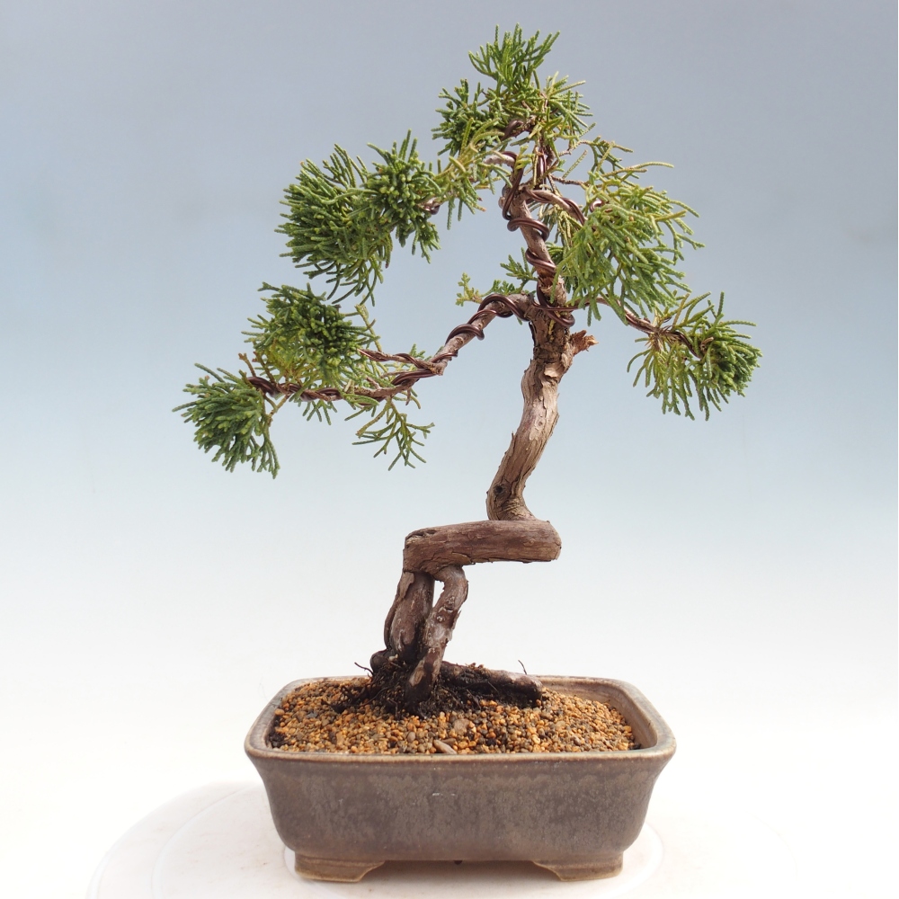 Kültéri bonsai - Juniperus chinensis Kishu