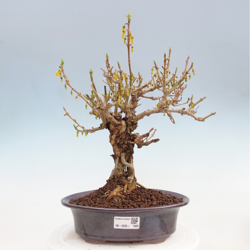 Kültéri bonsai - Zlatice - Forsythia koreana