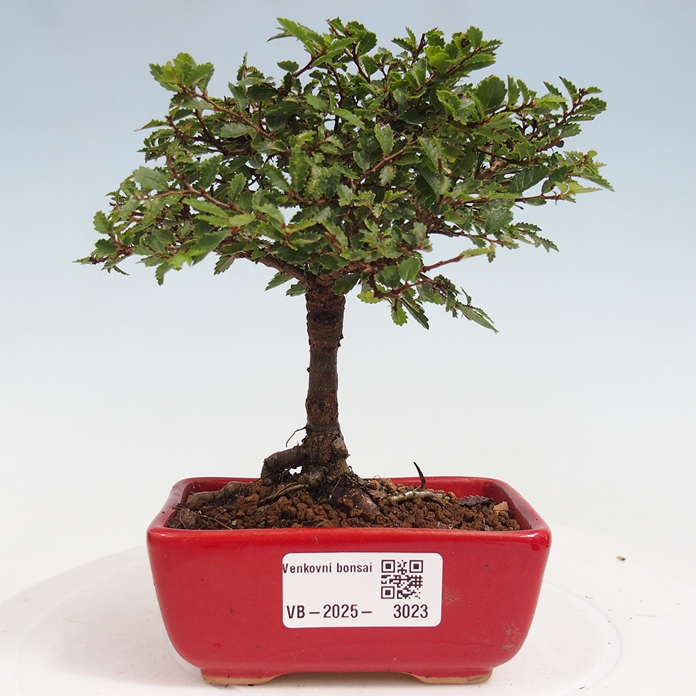 Kültéri bonsai - Ulmus parvifolia Sagei - Kislevelű szilfa