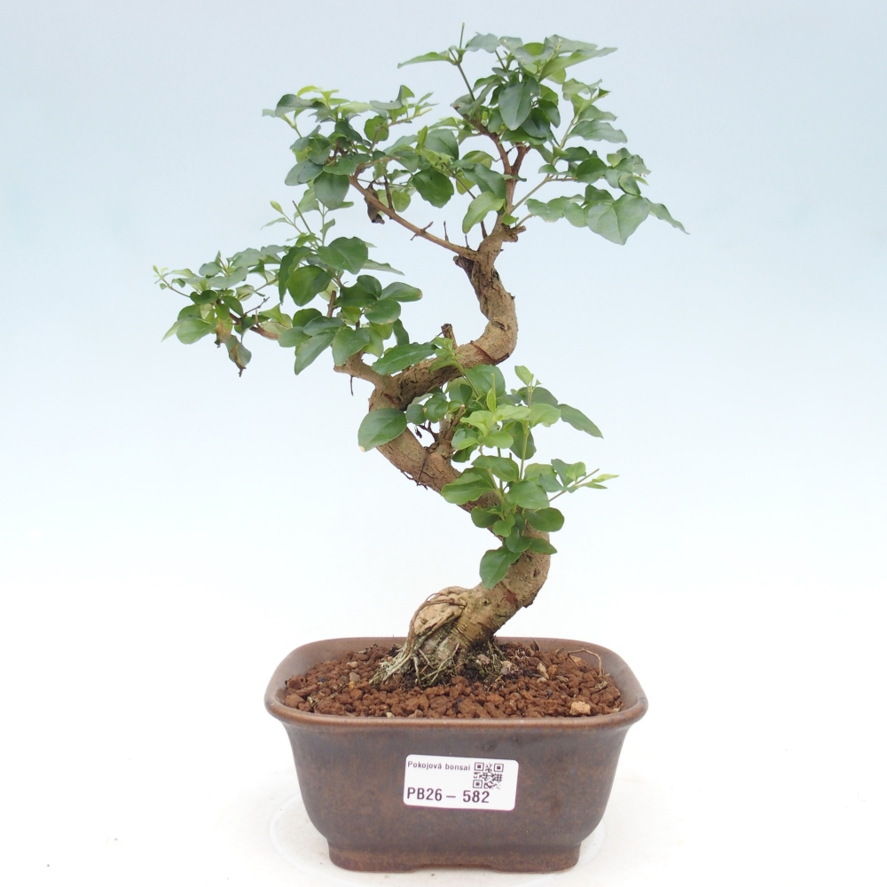 Szobai bonsai -Ligustrum chinensis - Madárcsőr
