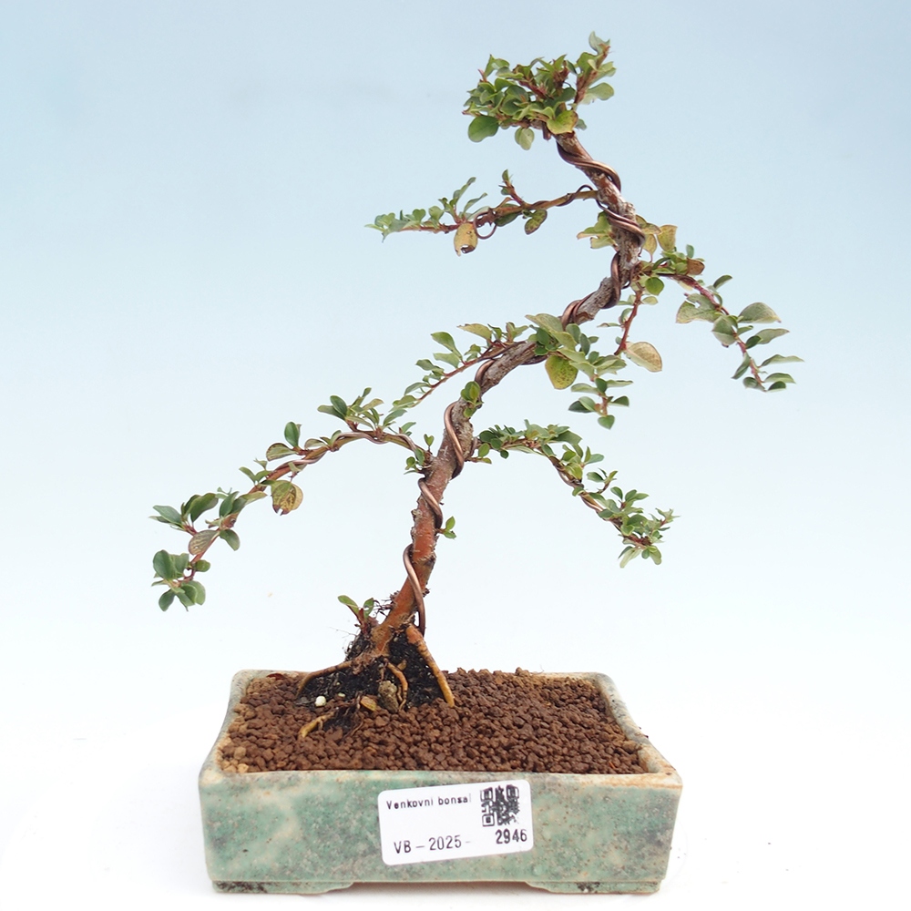 Kültéri bonsai - Cotoneaster horizontalis - Rocky Mountain
