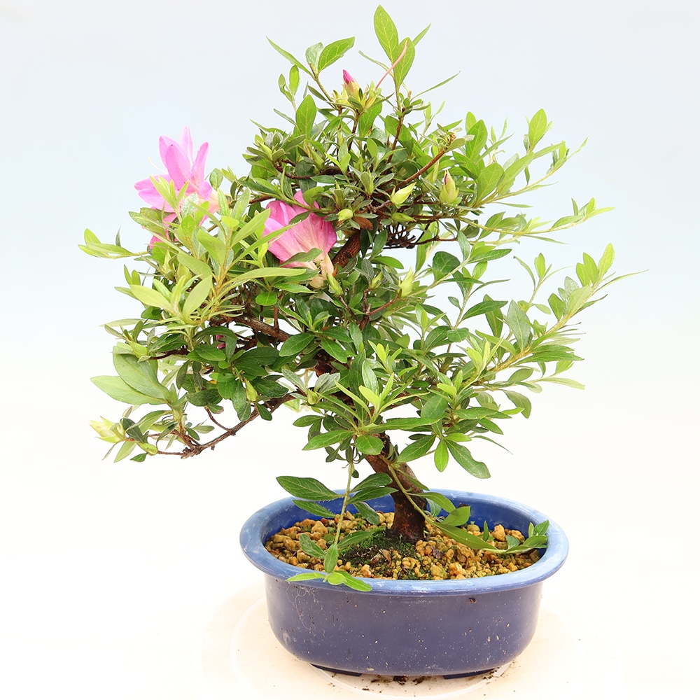 Kültéri bonsai - Japán azálea - Azálea Yoko