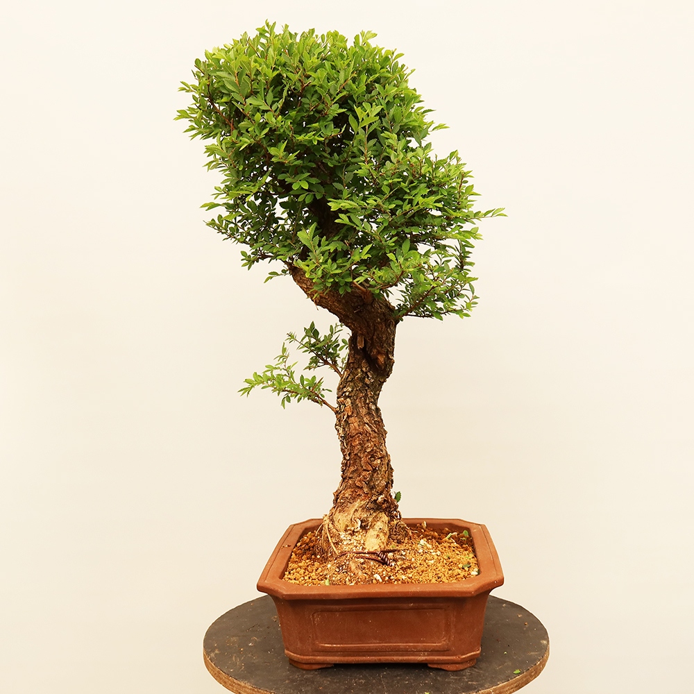 Kültéri bonsai - Zelkova - Zelkova NIRE