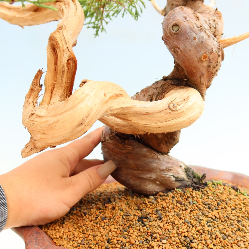 Kültéri bonsai - Juniperus chinensis Itoigawa-Juniperus chinensis