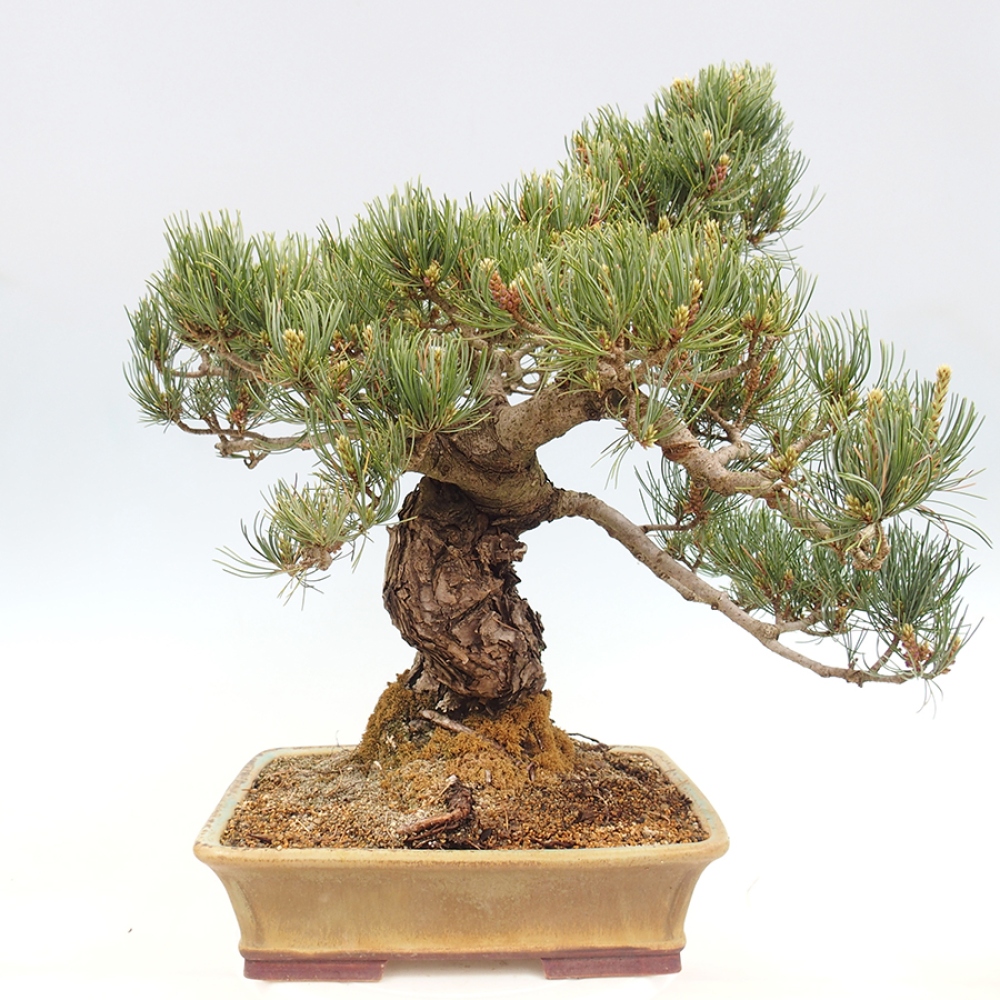 Kültéri bonsai - Pinus parviflora - Pinus parviflora