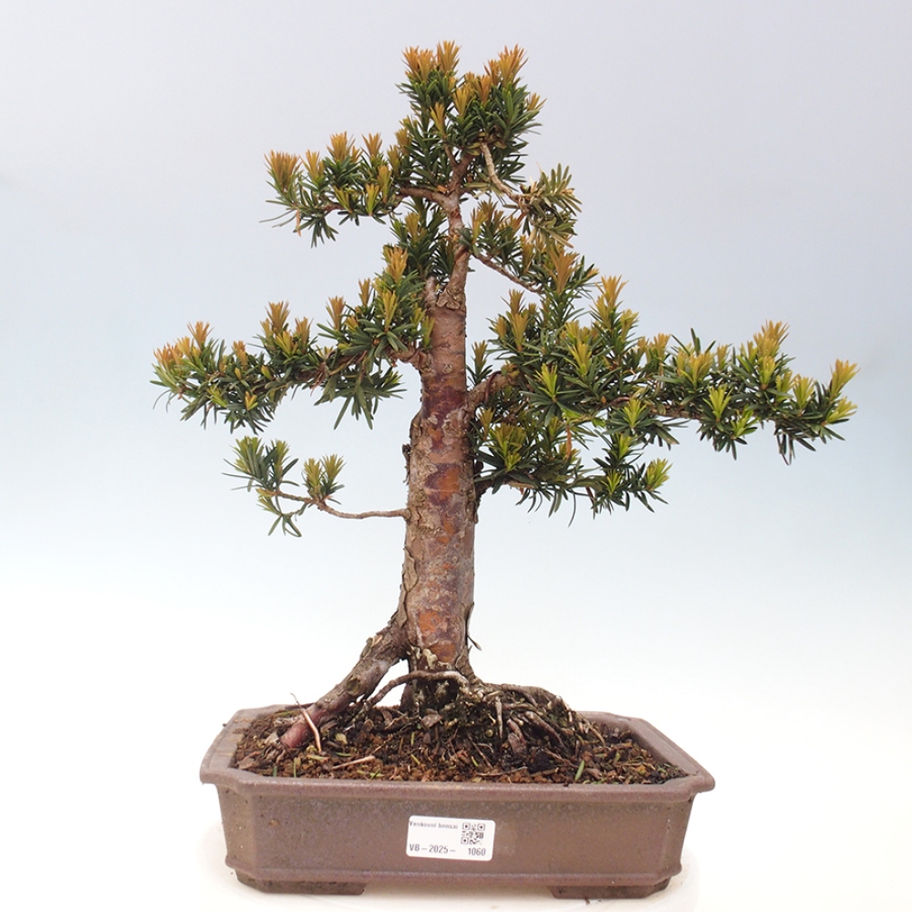 Kültéri bonsai - Taxus cuspidata - japán tiszafa