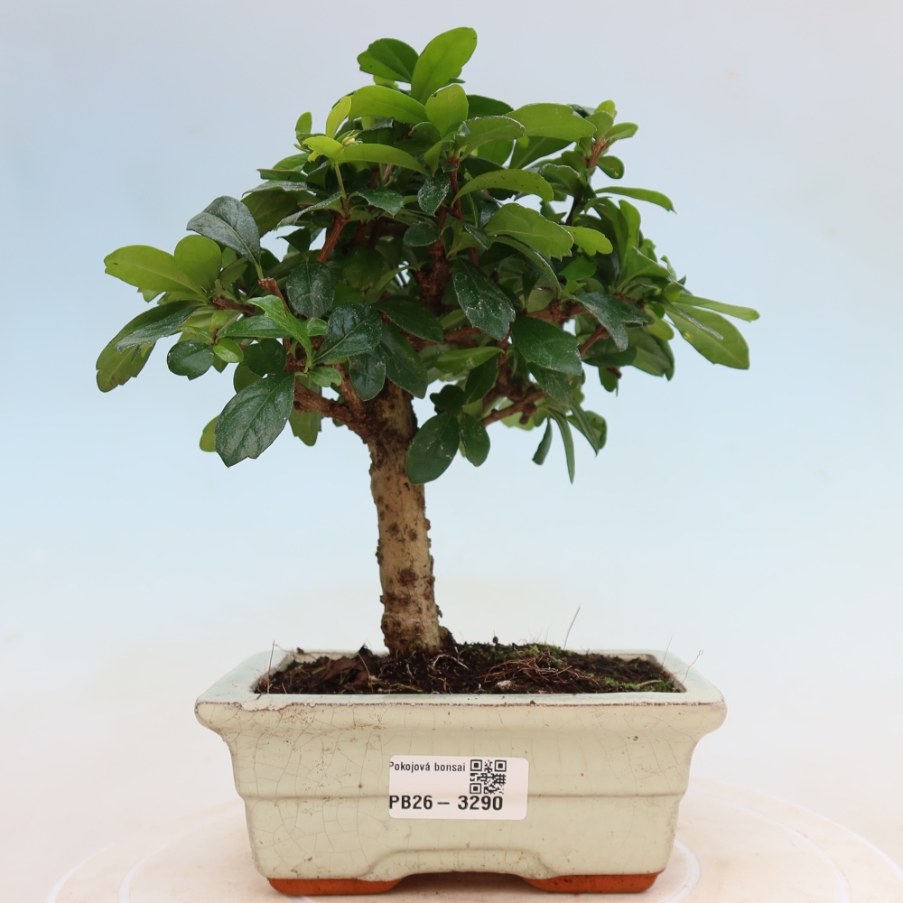 Szobai bonsai - Carmona macrophylla - Tea fuki