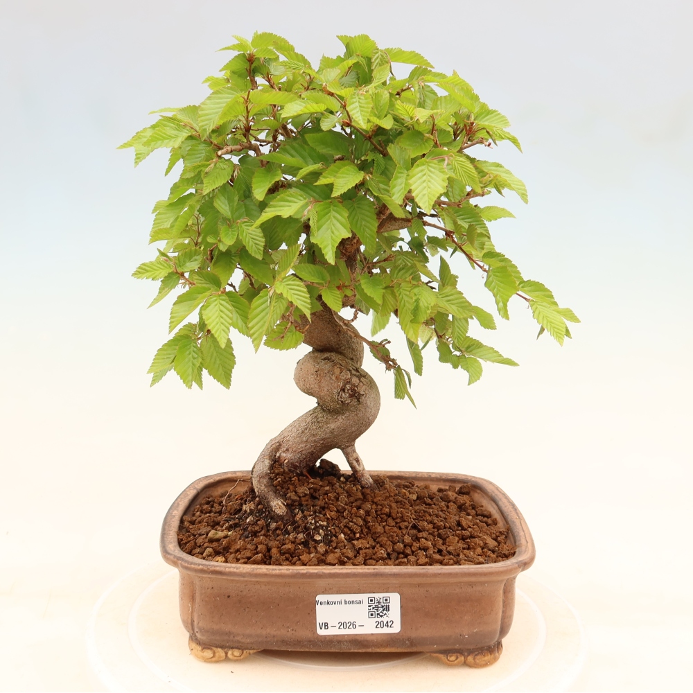 Kültéri bonsai -Carpinus Coreana - Koreai gyertyánfa