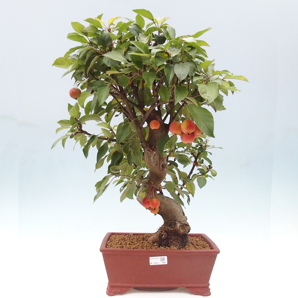 Kültéri bonsai -Malus halliana - Kis gyümölcsű almafa
