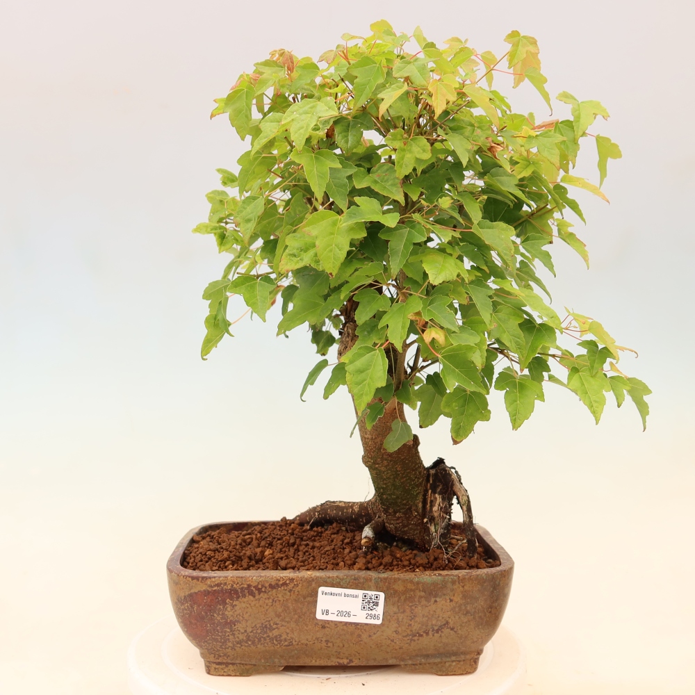 Kültéri bonsai - Juhar Burger - Acer Burgerianum
