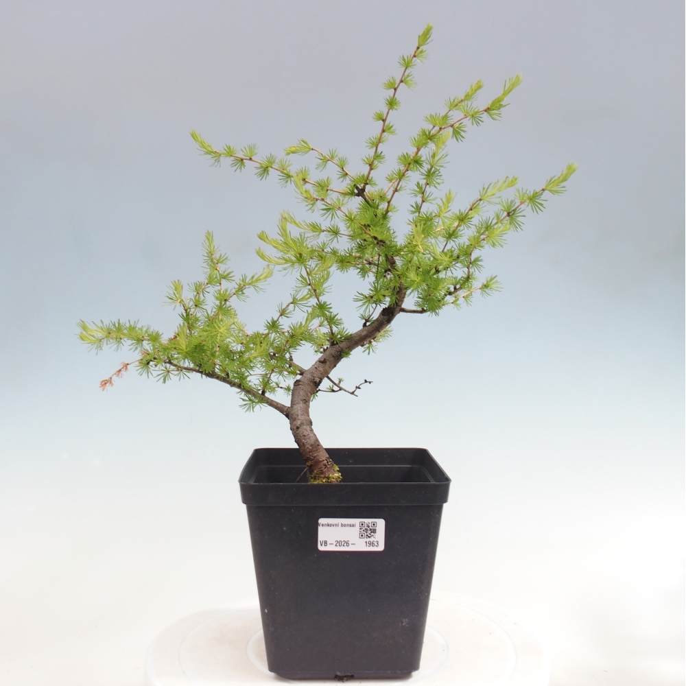 Kültéri bonsai - Larix decidua - vörösfenyő