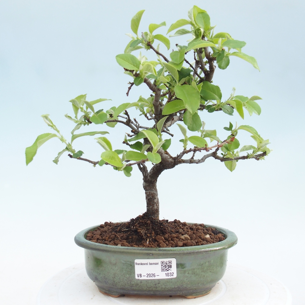 Kültéri bonsai - Chaneomeles chinensis