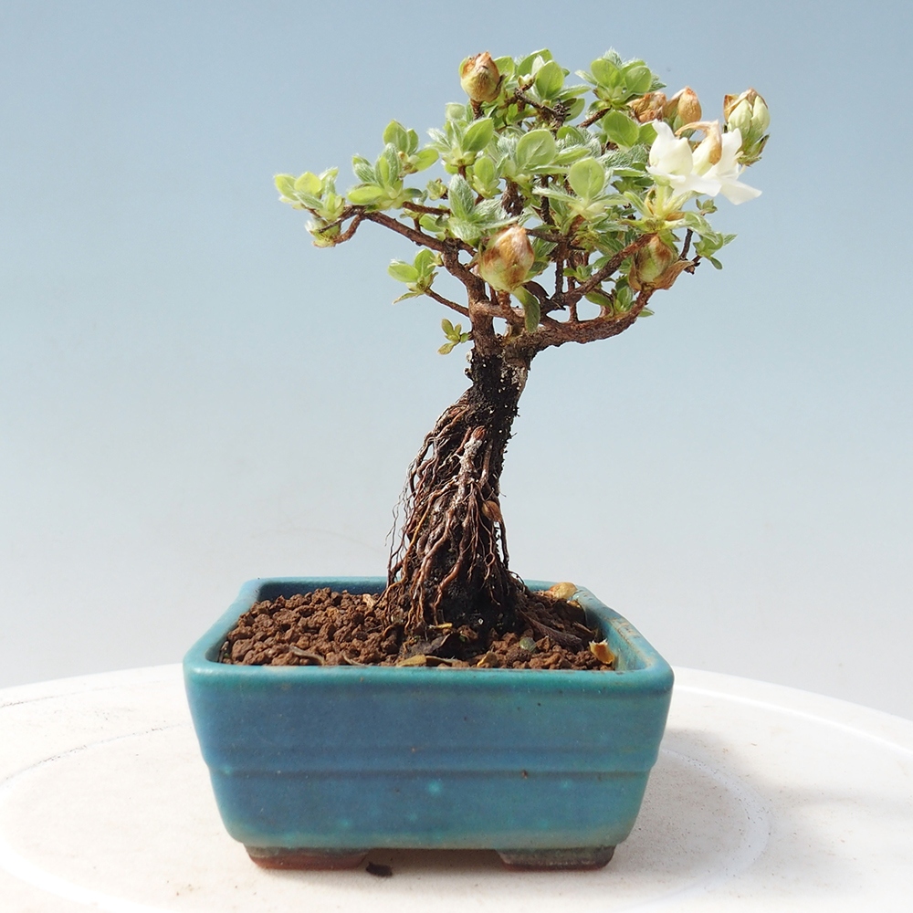Kültéri bonsai - Rhododendron indicum - japán azálea