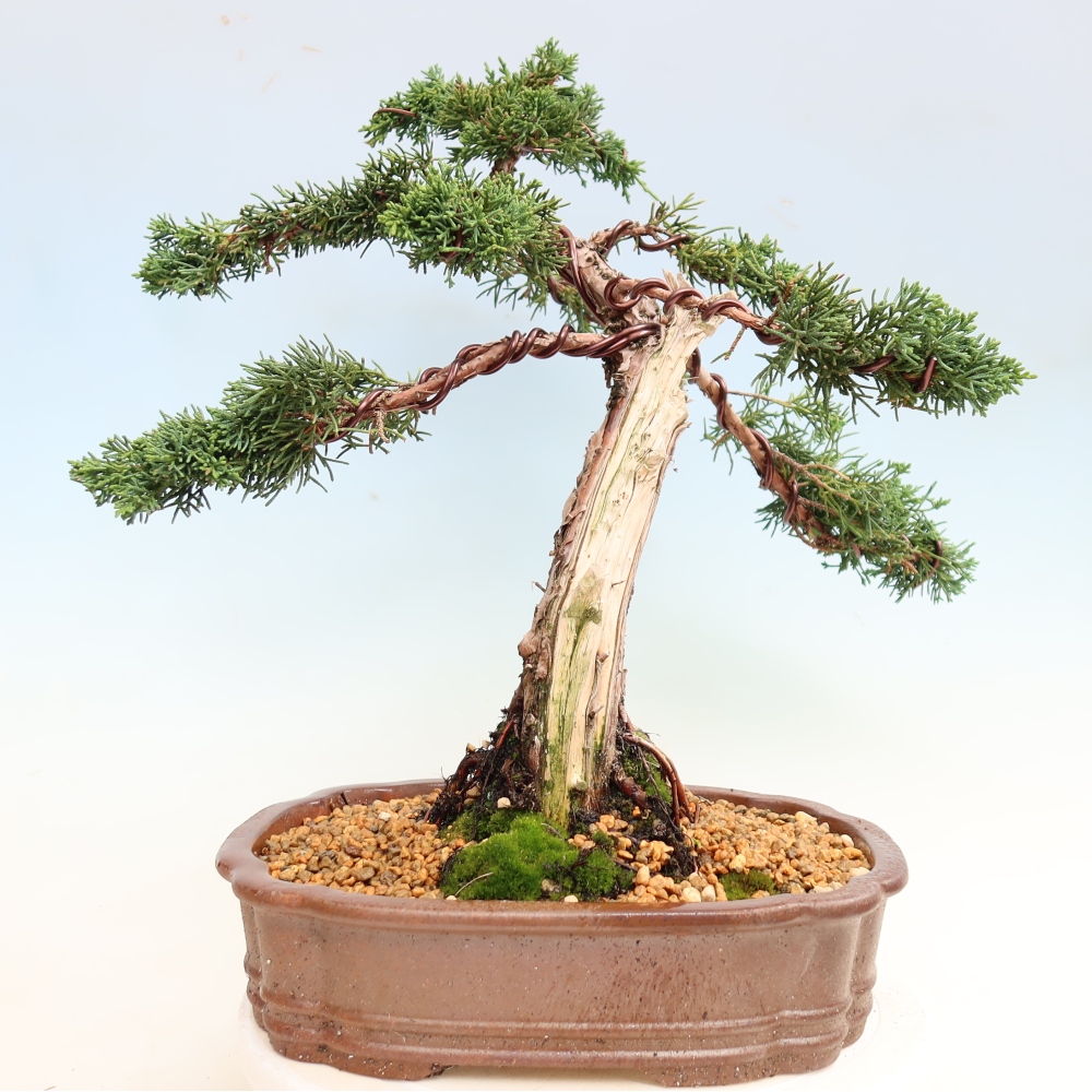 Kültéri bonsai - Juniperus chinensis Kishu