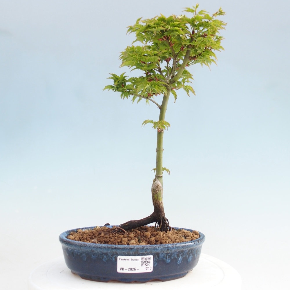 Kültéri bonsai -Javor pálma Acer palmatum Shishigashira
