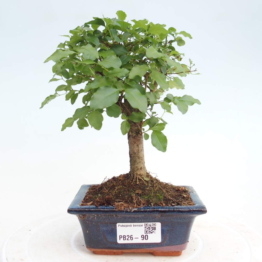 Szobai bonsai -Ligustrum chinensis - Madárcsőr