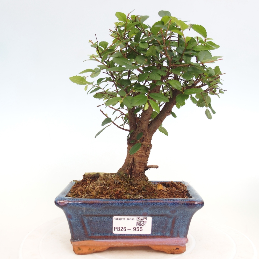 Szobai bonsai - Ulmus parvifolia - Kislevelű szilfa
