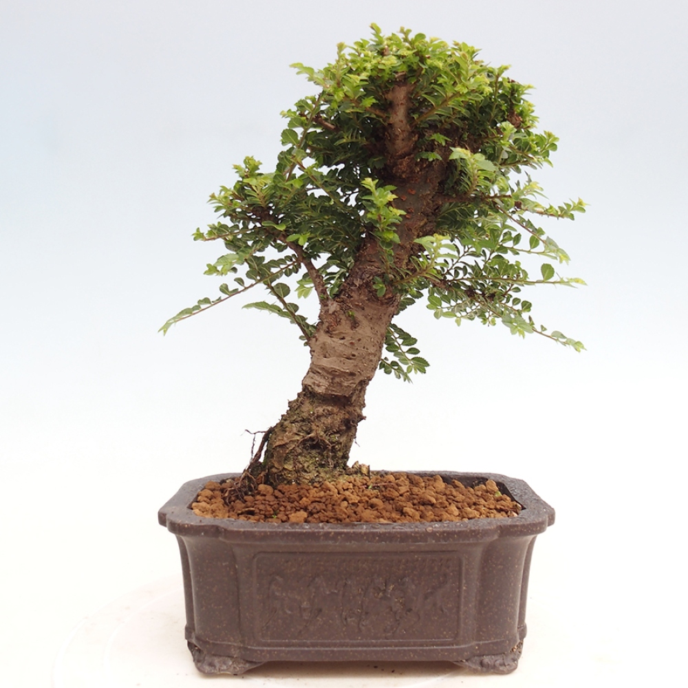 Kültéri bonsai - Ulmus parvifolia Hokkaido - Kínai szil - Ulmus parvifolia Hokkaido