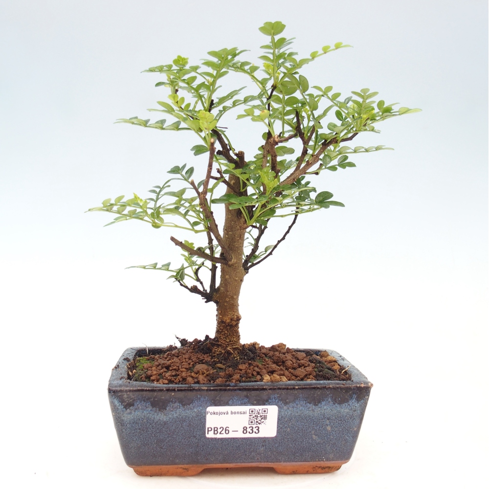Szobai bonsai - Zantoxylum piperitum - borsfa