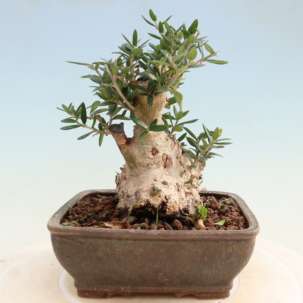 Beltéri bonsai - Olea europaea sylvestris