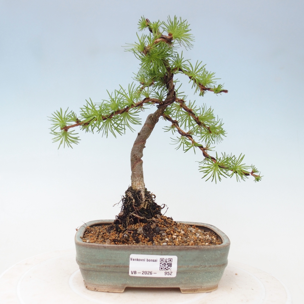 Kültéri bonsai - Larix Kaempferi - Japán vörösfenyő