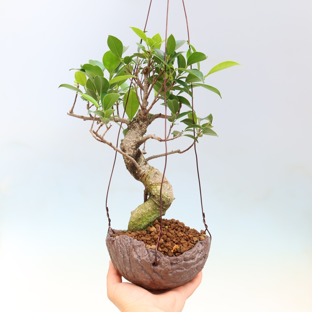Kokedama kerámiában - kislevelű fikusz - Ficus kimmen