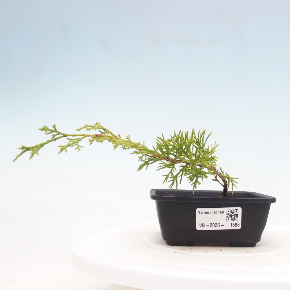 Kültéri bonsai - Juniperus chinensis Itoigawa