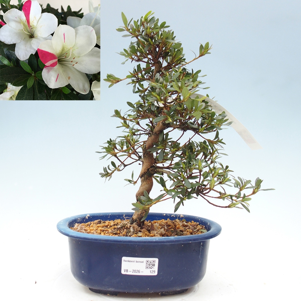 Kültéri bonsai - Japán azálea - Azalea Suigootome