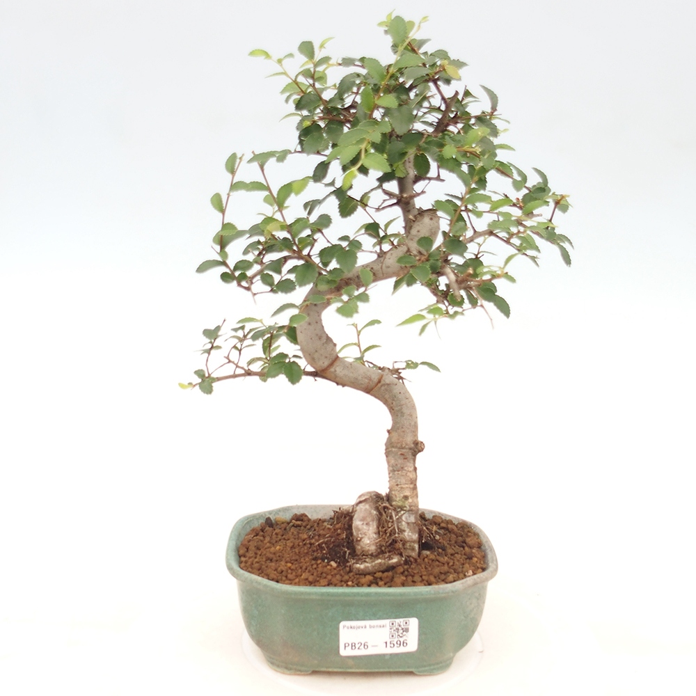 Szobai bonsai - Ulmus parvifolia - Kislevelű szilfa