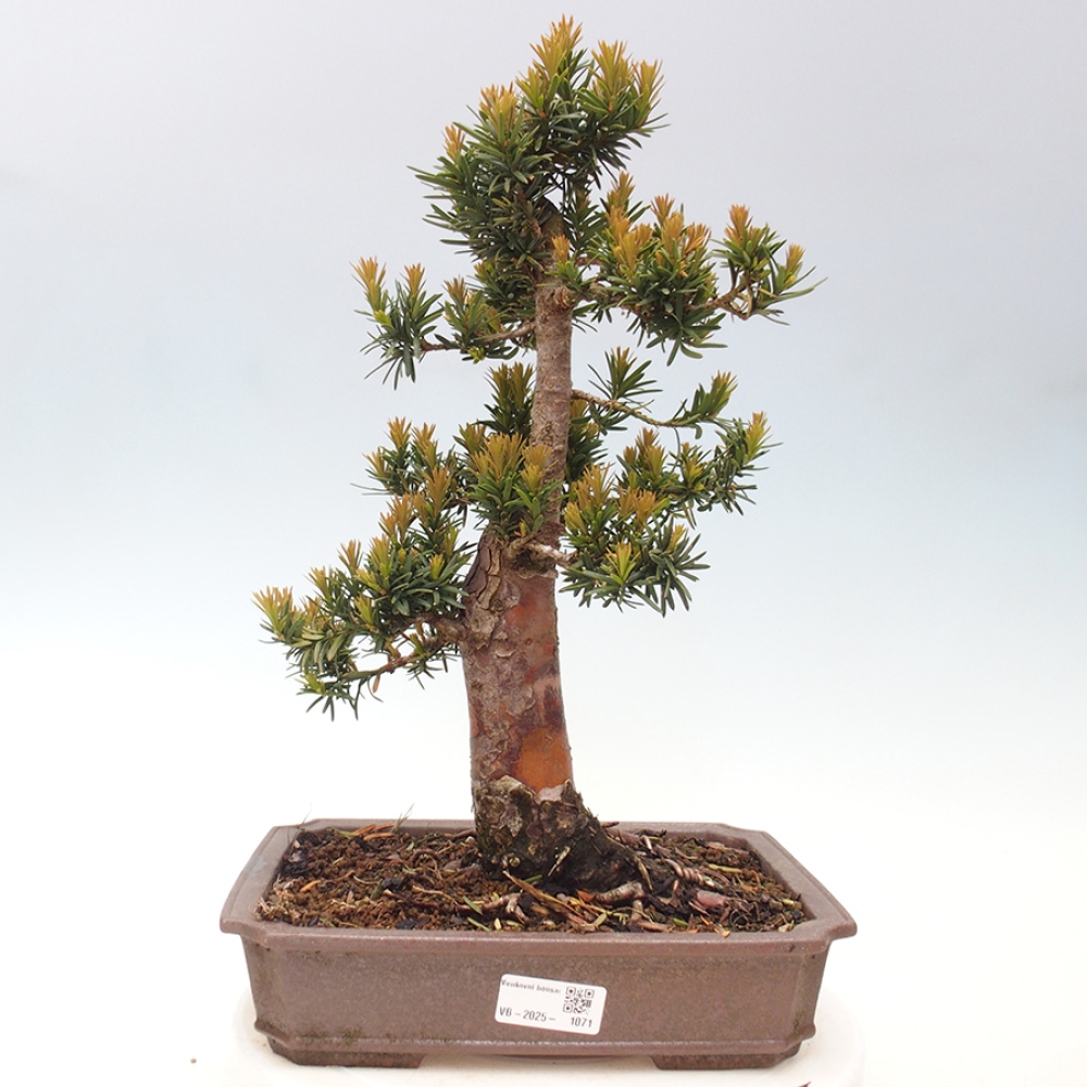 Kültéri bonsai - Taxus cuspidata - japán tiszafa