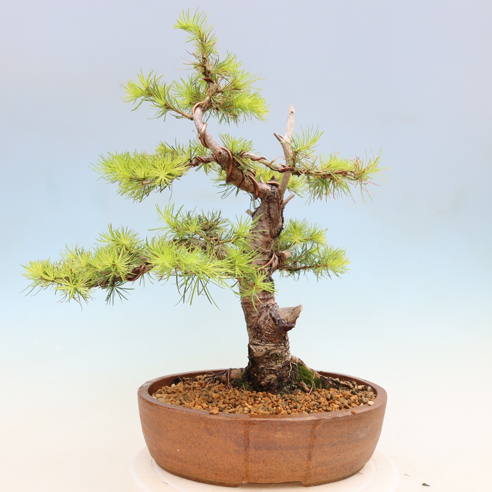 Kültéri bonsai - Larix decidua - vörösfenyő