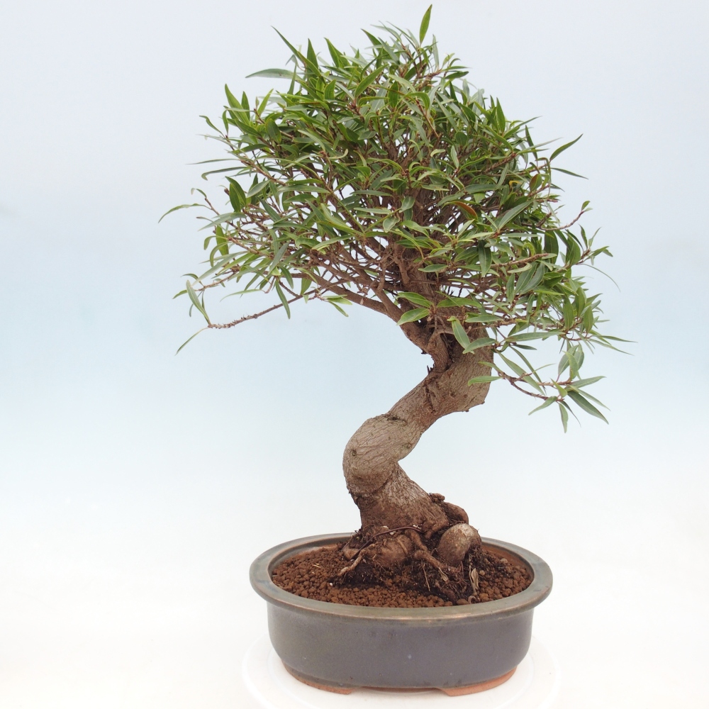 Szobai bonsai - Ficus nerifolia - kislevelű fikusz