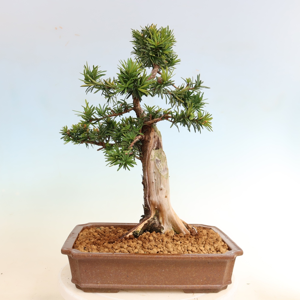 Kültéri bonsai - Taxus cuspidata - japán tiszafa