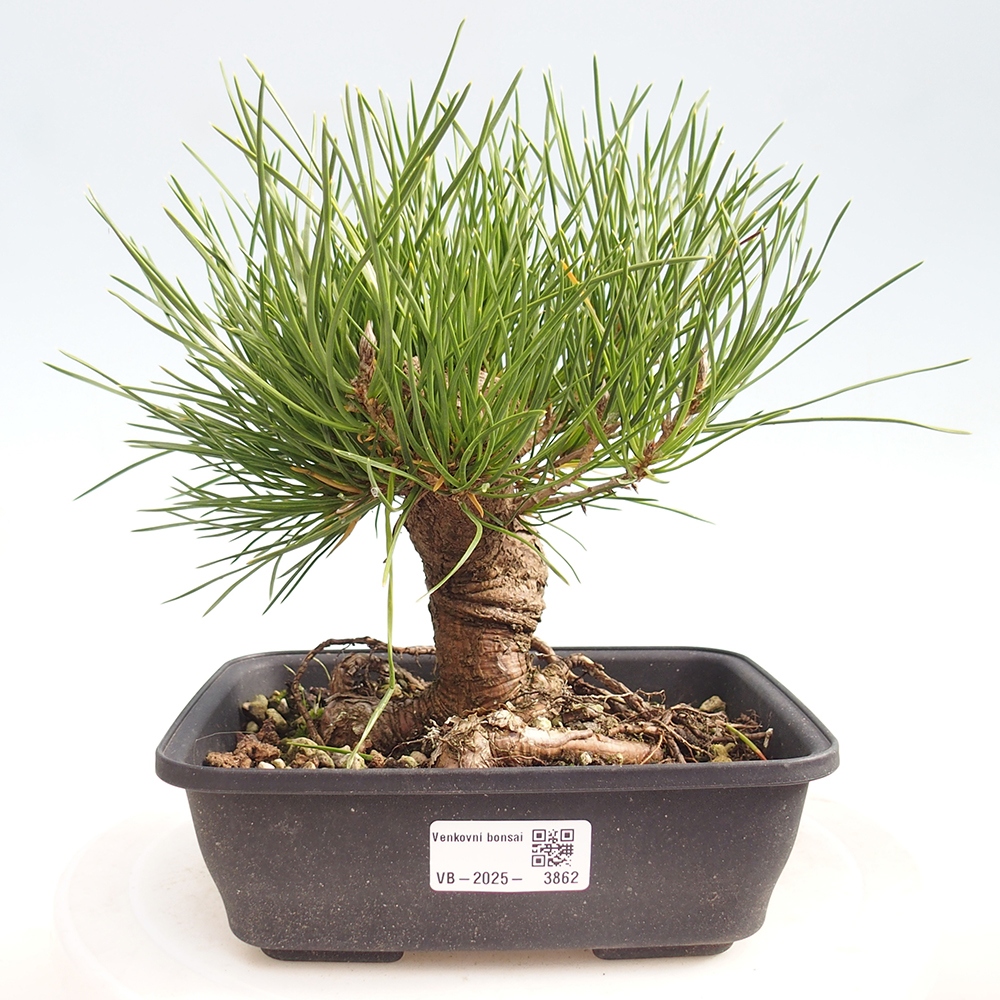 Kültéri bonsai - Pinus thunbergii - Thunberg fenyő