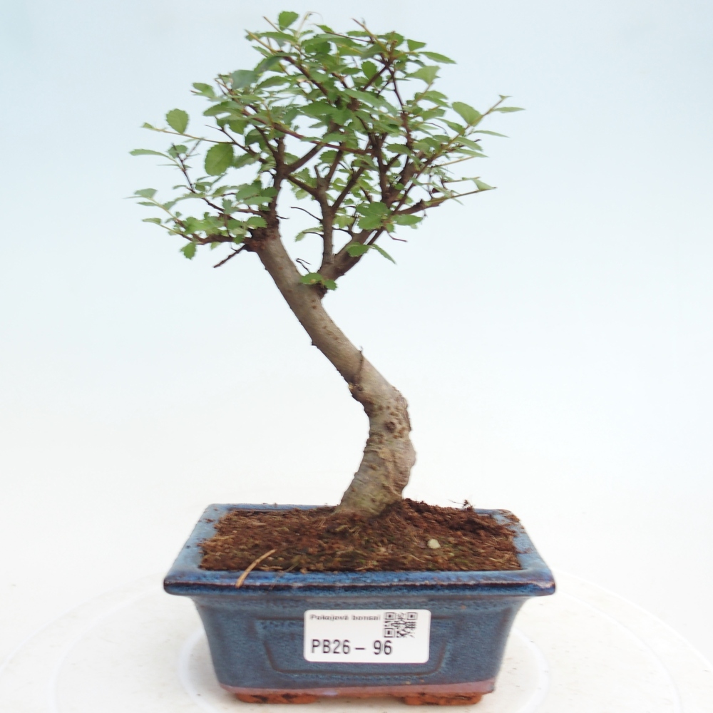 Szobai bonsai - Ulmus parvifolia - Kislevelű szilfa