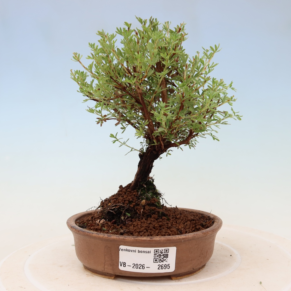 Kültéri bonsai – bokros potentilla – Potentilla fruticosa Goldkissen